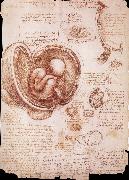 LEONARDO da Vinci The embryo in the Uterus china oil painting artist